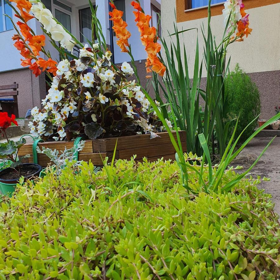 Casa Sofia Apartman Baltatesti Kültér fotó